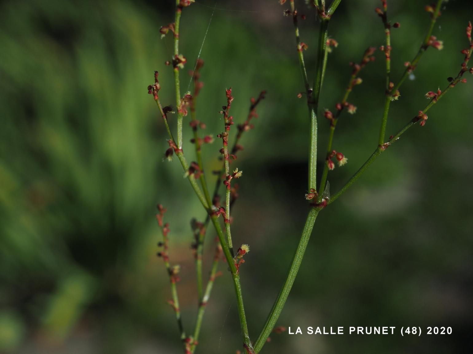 Sheep's Sorrel